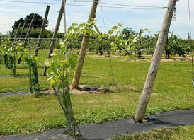 Sistemul de fixare si suport Sistemul de fixare si suport