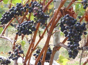 Sarma dubla intermediara Sarma dubla intermediara