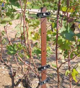 Sarma  Deltex Sarma Deltex De Lama