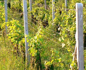 Sarma dubla superioara Sarma dubla superioara